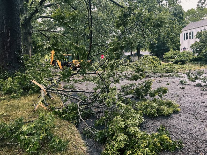 Storm Damage Tree Removal
