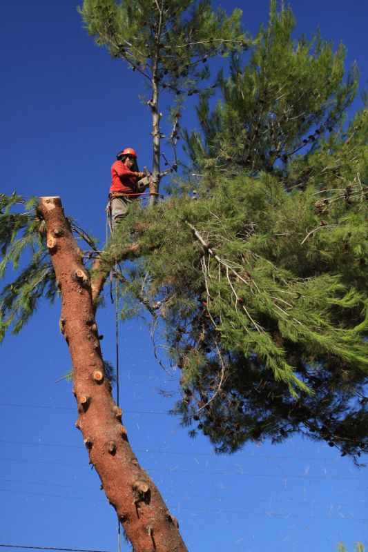 Tree Cutting Process