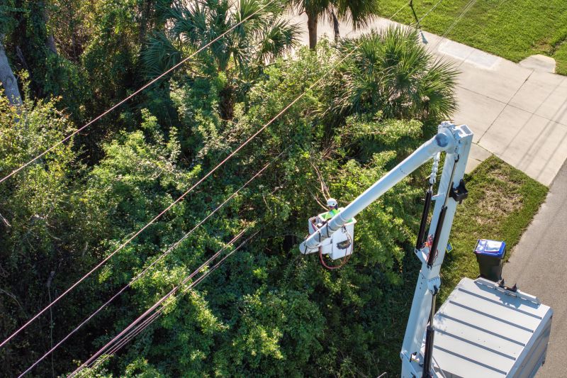 Tree Removal Near Power Lines