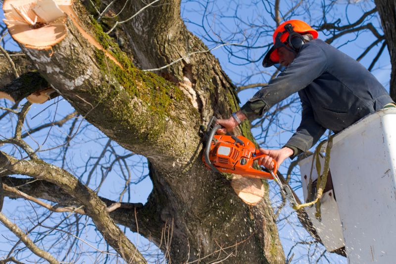 Fall Tree Removals