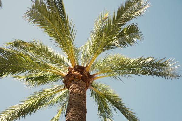 Palm Tree Pruning
