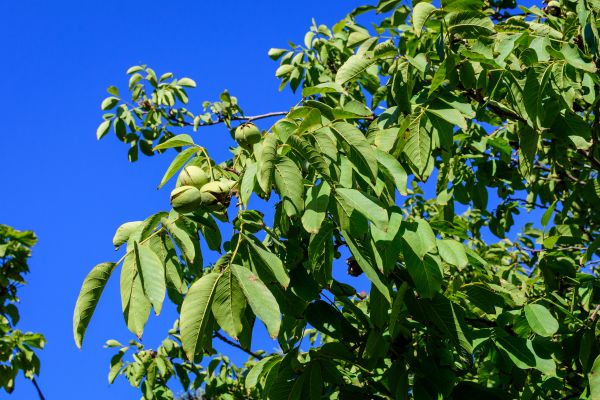 Cost of Walnut Tree Removal in Appleton