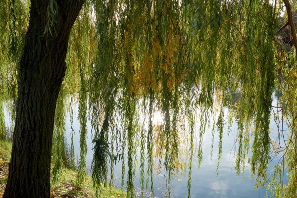 Cost of Willow Tree Removal in Appleton