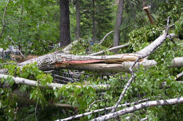 Cost of Birch Tree Removal in Appleton