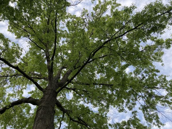 Cost of Oak Tree Removal in Appleton