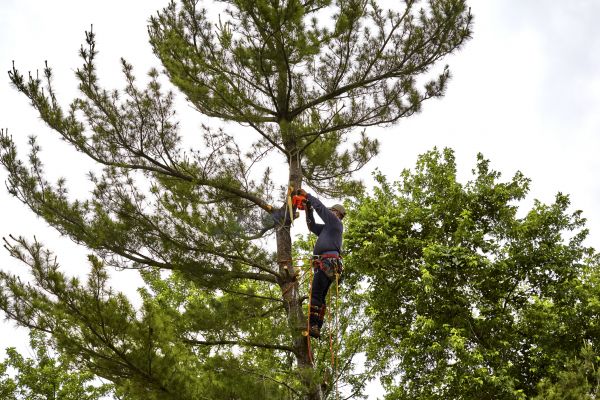 Cost of Pine Tree Removal in Appleton
