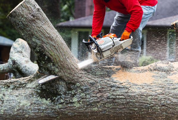 Oak Tree Cutting
