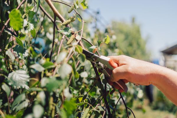Birch Tree Pruning