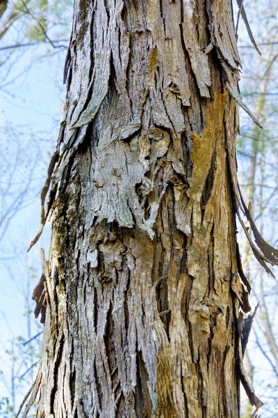 Cost of Hickory Tree Removal in Appleton