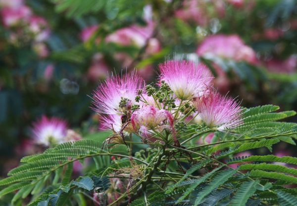 Cost of Mimosa Tree Removal in Appleton