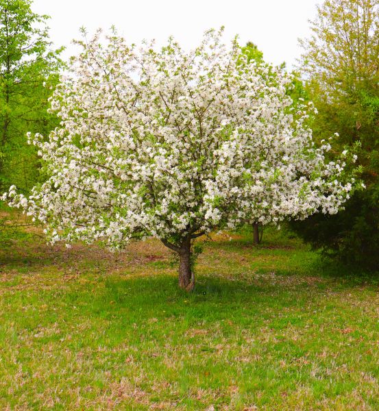 Cost of Dogwood Tree Removal in Appleton