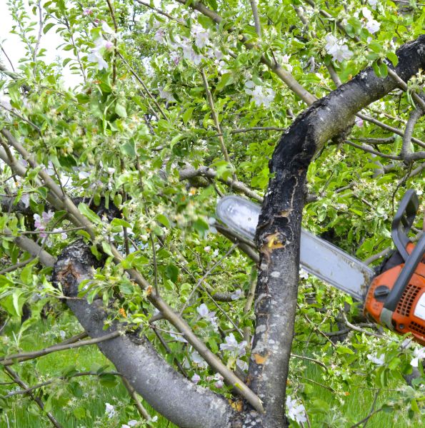 Cost of Apple Tree Removal in Appleton