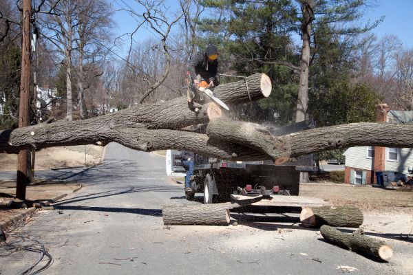 Cost of Residential Tree Removal in Appleton